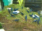 blue dreams garnalen mooi blauw  top kwaliteit ook verzenden, Kreeft, Krab of Garnaal, Zoetwatervis, Schoolvis