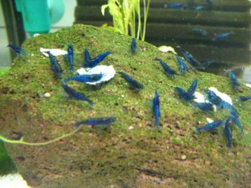blue dreams garnalen mooi blauw  top kwaliteit ook verzenden beschikbaar voor biedingen