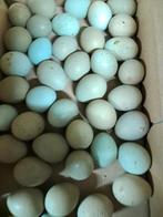 Eieren chinese kwartels, Ophalen of Verzenden