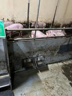 Gevraagd Duodrinker Droogvoerautomaat, Schaap