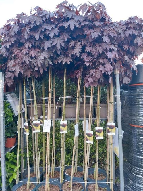Rode esdoorn op stam, Tuin en Terras, Planten | Bomen, Overige soorten, 100 tot 250 cm, Halfschaduw, Zomer, Ophalen