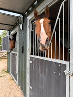 Kale box aangeboden, Stalling, 1 paard of pony
