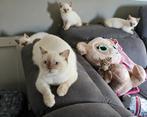 britse korthaar kittens cinnamon ouders getest met stamboom, Meerdere dieren, Gechipt