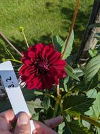 Dahlia knollen ruilen, Ophalen of Verzenden, Volle zon, Knol