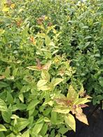 aanbeiding Diverse struiken, oa Deutzia, Physsocarpus etc, Tuin en Terras, Volle zon, Vaste plant, Zomer, Ophalen