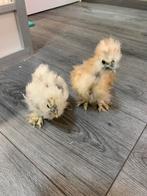 2  hennen🐥Usa zijdehoen 10wk geent💯% hen garantie✅, Dieren en Toebehoren, Pluimvee, Vrouwelijk, Kip