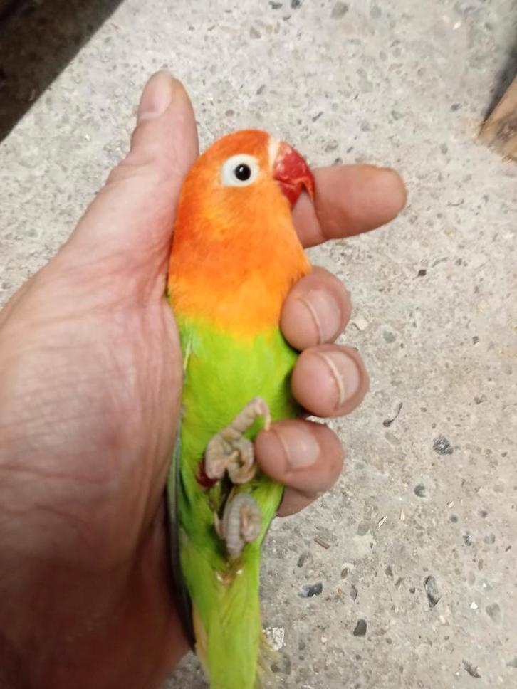 Prachtige hand tamme agapornis fisheri opaline groen +euwing, Dieren en Toebehoren, Vogels | Parkieten en Papegaaien, Dwergpapegaai of Agapornis
