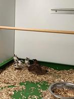 Bonte Japanse meeuwtjes, Dieren en Toebehoren, Vogels | Overige Vogels, Meerdere dieren