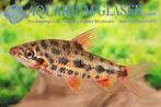 Leporinus ‘strawberry’, Dieren en Toebehoren, Vis