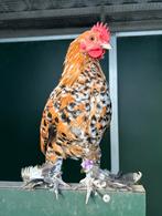 Porselein Nederlandse Sabelpootkriel, Mannelijk, Kip