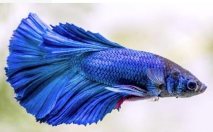 Betta man diverse kleuren (actie) - Koidream Valburg, Dieren en Toebehoren, Vissen | Aquariumvissen, Zoetwatervis, Vis