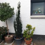 Mooie Taxus Baccata in pot - zuilvorm, Ophalen, Bloeit niet, Halfschaduw, 100 tot 250 cm