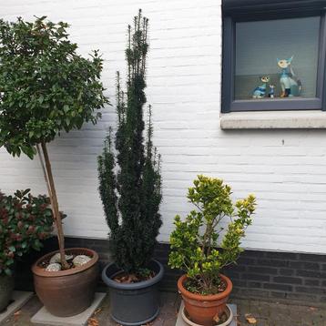 Mooie Taxus Baccata in pot - zuilvorm beschikbaar voor biedingen