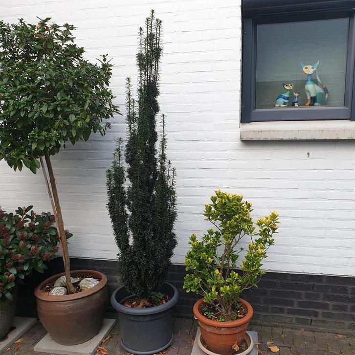Mooie Taxus Baccata in pot - zuilvorm, Tuin en Terras, Planten | Bomen, Zuilboom, 100 tot 250 cm, Halfschaduw, Bloeit niet, Ophalen