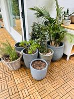 Variety if plants and pots, Tuin en Terras, Bloembakken en Plantenbakken, Ophalen, Minder dan 30 cm, Rond, Zo goed als nieuw