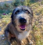 Lieve Pierro op zoek naar een thuis, Particulier, Reu, Buitenland, Eén hond