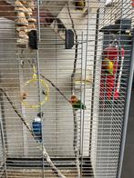 Grote vogelkooi met koppel agapornis en 3 jonkies, Meerdere dieren, Dwergpapegaai of Agapornis, Tam