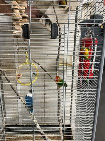 Grote vogelkooi met koppel agapornis en 3 jonkies beschikbaar voor biedingen