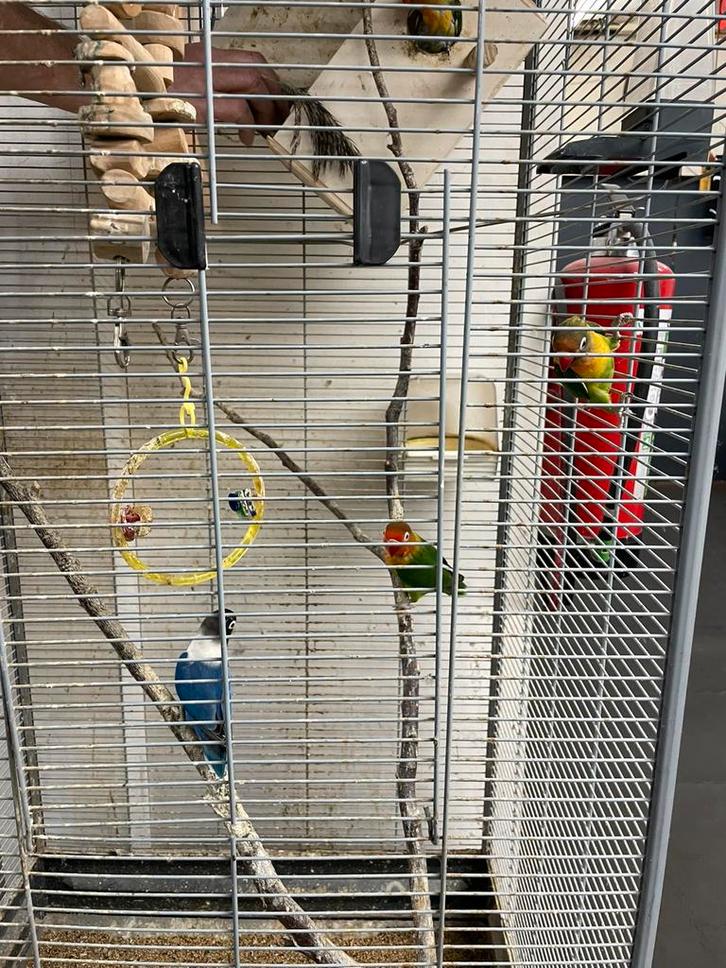 Grote vogelkooi met koppel agapornis en 3 jonkies, Dieren en Toebehoren, Vogels | Parkieten en Papegaaien, Dwergpapegaai of Agapornis