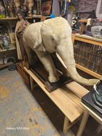 Steiff Olifant uit 19???, Ophalen