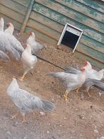 Leghorn Isabelpatrijs hennen te koop, Dieren en Toebehoren, Vrouwelijk, Kip