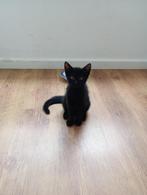 Lieve katertjes 11 weken oud, Kater