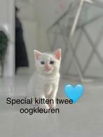 Kitten britsch, Dieren en Toebehoren, Meerdere dieren, Ontwormd, 0 tot 2 jaar