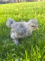 USA Zijdehoender kuikens, Dieren en Toebehoren, Pluimvee, Geslacht onbekend, Kip