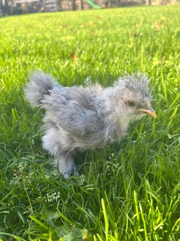 USA Zijdehoender kuikens beschikbaar voor biedingen