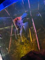 Bewezen Koppel Maanvissen, Vis