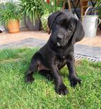 Labrador pup, België, Particulier, 8 tot 15 weken, Labrador retriever
