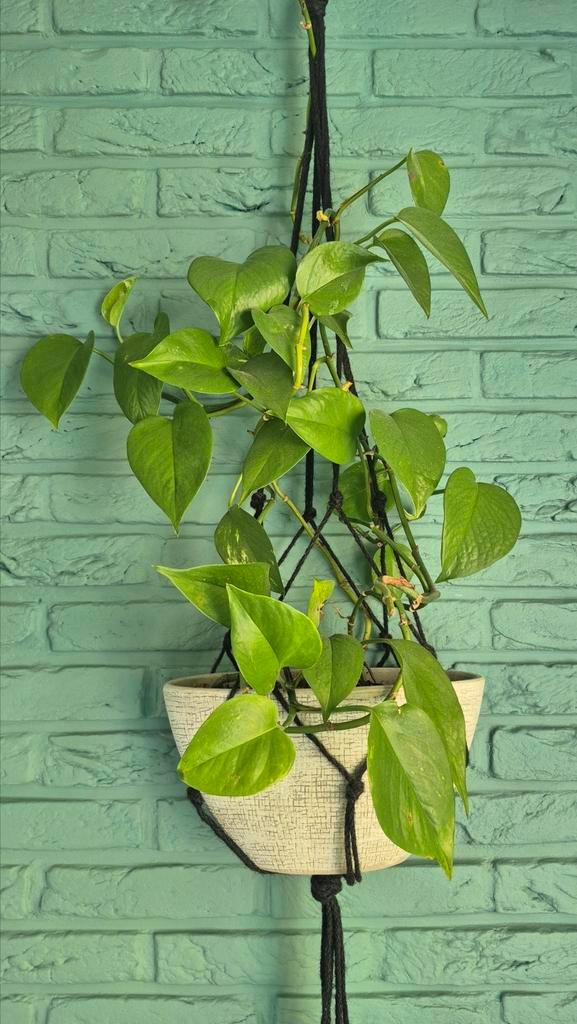 Kamerplant | stek Drakenklimop, Huis en Inrichting, Kamerplanten, Overige soorten, Minder dan 100 cm, Groene kamerplant, Halfschaduw