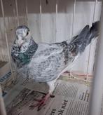 Schimmel postduif duivin, Vrouwelijk, Postduif