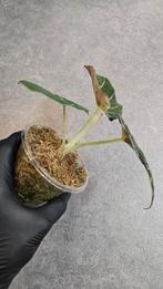 Alocasia Black Velvet Gold Variegata, Ophalen of Verzenden, Halfschaduw, Minder dan 100 cm