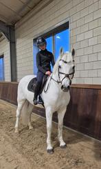 Vriendelijke connemara aangeboden, Dieren en Toebehoren, Pony's, Ruin