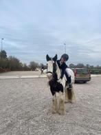 Verzorgpony gezocht!, Ophalen, Nieuw