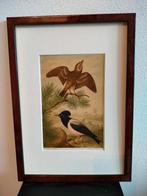 Chromolitho Litho A. Haase Praag Vogels Vogel Birds 1888, Ophalen of Verzenden