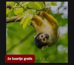 APENHEUL 2e kaartje GRATIS 🐒🐵, Drie personen of meer, Kortingskaart