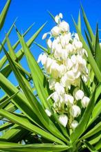 YUCCA Gloriosa, Palmlelie ( NU PLanttijd ), Tuin en Terras, Planten | Tuinplanten, Overige soorten, Volle zon, Vaste plant, Ophalen of Verzenden