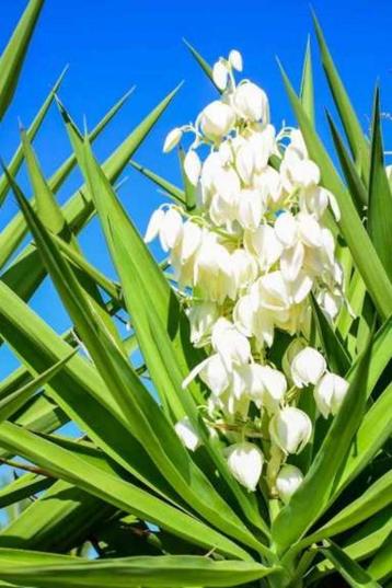 YUCCA Gloriosa, Palmlelie ( NU PLanttijd ) beschikbaar voor biedingen