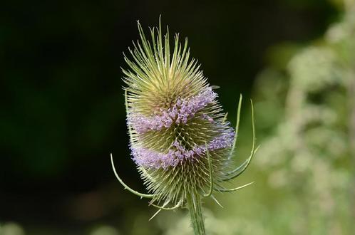 Bio zaden Kaardenbol, Tuin en Terras, Bloembollen en Zaden, Zaad, Voorjaar, Volle zon, Verzenden