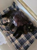 Nog 1 Ragdoll kitten beschikbaar! Zie beschrijving, Poes, Gechipt, 0 tot 2 jaar