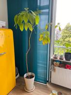 Avocado boom 2 meter hoog, Overige soorten, 100 tot 250 cm, Ophalen, Volle zon