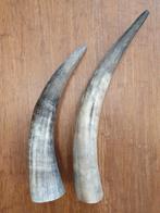 Buffel hoorns, Ophalen