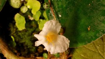 Costus englerianus Zeldzame gemberachtige Gabon terrarium Co beschikbaar voor biedingen