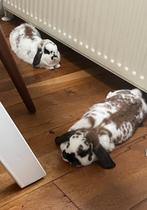 Lieve Konijnen zoeken huis, Dieren en Toebehoren, Meerdere dieren, Middelgroot, Hangoor, 0 tot 2 jaar