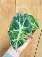 Alocasia amazonica polly plant variegata aurea yellow lemon, Huis en Inrichting, Kamerplanten, Ophalen of Verzenden, Halfschaduw