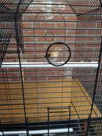 Koppeltje zilverbekjes + nieuwe vogelkooi, Meerdere dieren, Tropenvogel