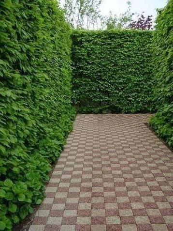 Beukenhaag, Haagbeuk, Liguster, Meidoorn, Taxus  beschikbaar voor biedingen