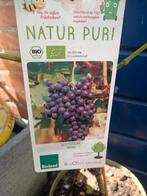 Druiven Nero, Tuin en Terras, Planten | Fruitbomen, Ophalen, Minder dan 100 cm, Overige soorten